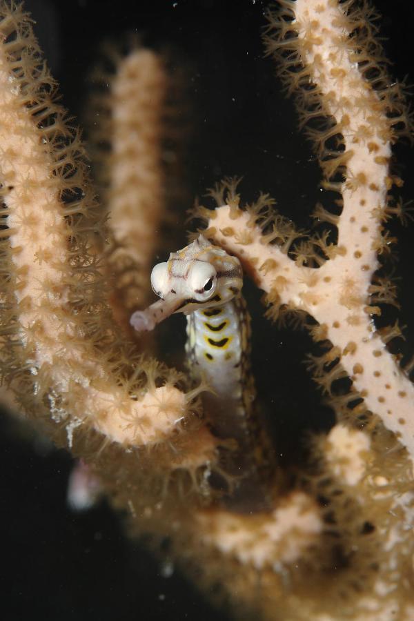 Araya Dive Resort Togean Bomba Екстер'єр фото
