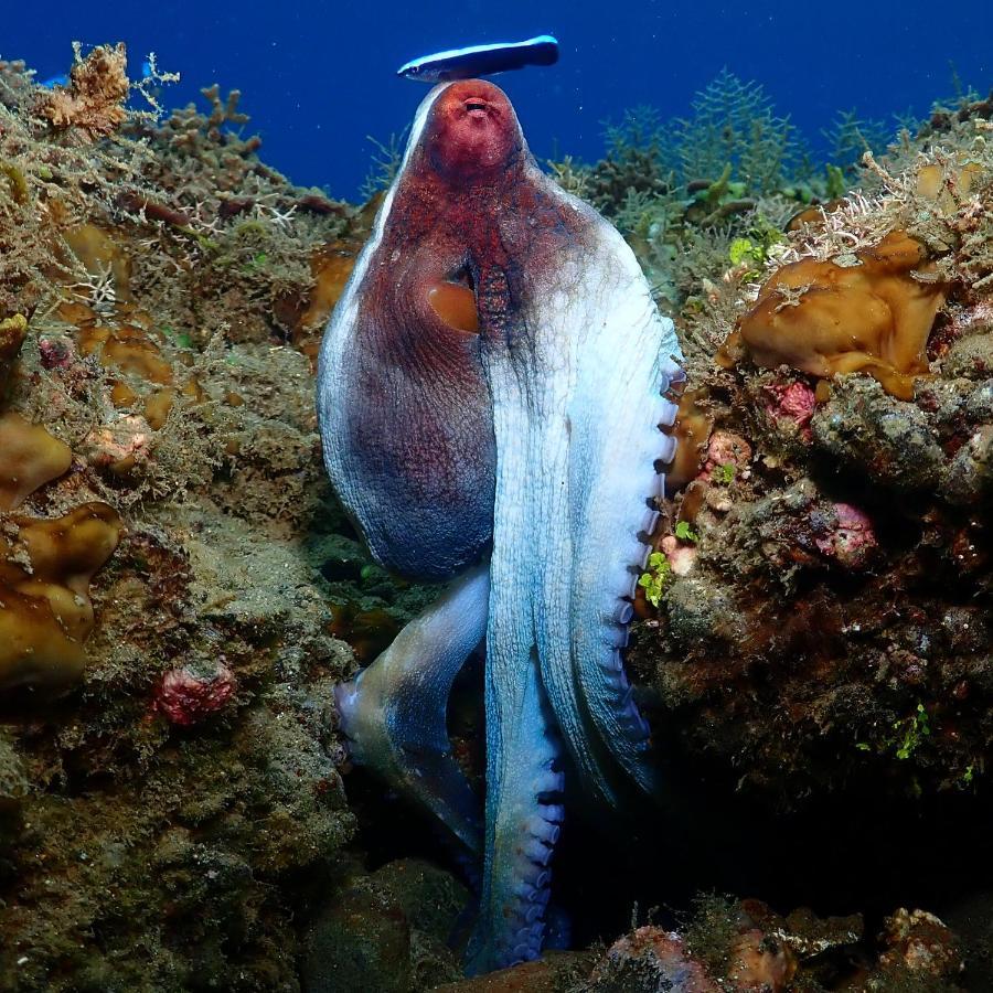 Araya Dive Resort Togean Bomba Екстер'єр фото